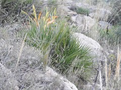 Macrochloa tenacissima