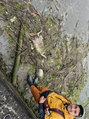 Canis lupus crassodon