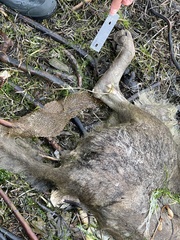 Canis lupus crassodon