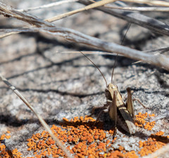 Capnobotes occidentalis