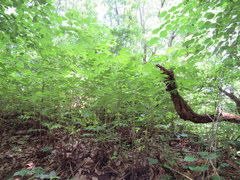 Polymnia canadensis radiata