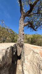 Rapanea juergensenii