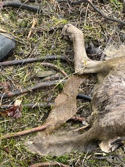 Canis lupus crassodon