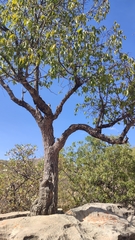 Rapanea juergensenii