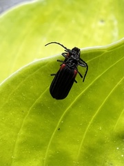 Greenarus thoracicus