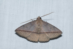 Ugia purpurea