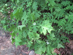 Polymnia canadensis radiata