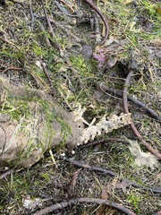 Canis lupus crassodon