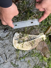 Canis lupus crassodon