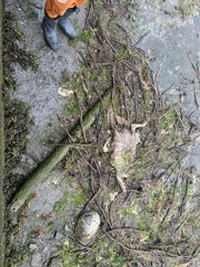 Canis lupus crassodon