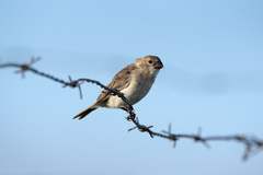 Sporophila albogularis