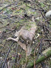 Canis lupus crassodon