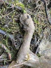 Canis lupus crassodon