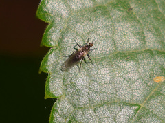 Diptera