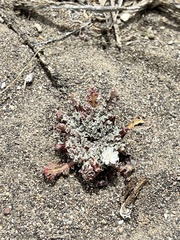 Glyptopleura marginata