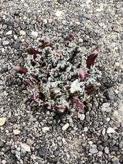 Glyptopleura marginata