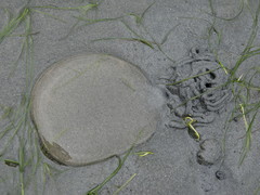 Abarenicola pacifica