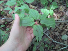 Croomia pauciflora