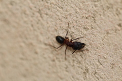 Camponotus barbaricus