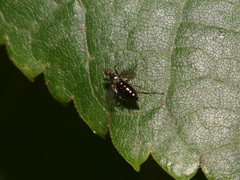 Diptera