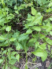 Clematis