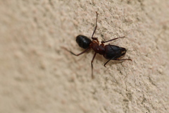 Camponotus barbaricus