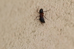 Camponotus barbaricus