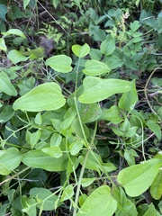 Clematis