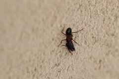 Camponotus barbaricus