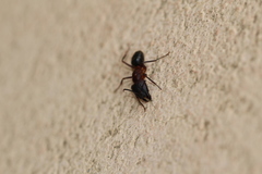 Camponotus barbaricus