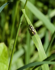 Grypocoris stysi