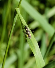Grypocoris stysi
