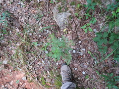 Trepocarpus aethusae