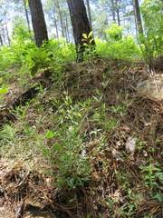 Orbexilum pedunculatum