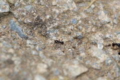 Messor barbarus