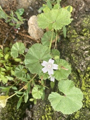 Malva neglecta