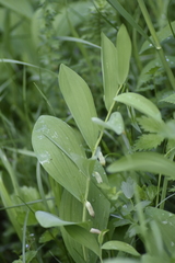 Polygonatum humile
