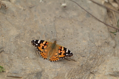 Vanessa cardui