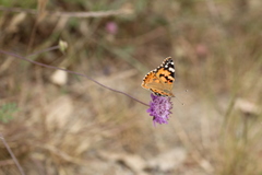 Vanessa cardui