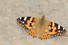 Vanessa cardui