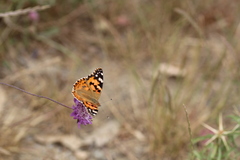 Vanessa cardui