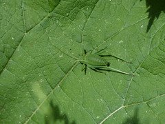 Isophya pyrenaea
