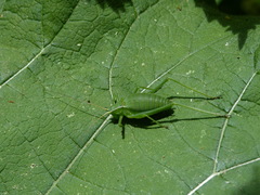 Isophya pyrenaea