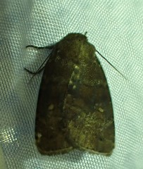 Pseudorthodes
