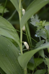 Polygonatum humile