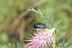 Protaetia morio