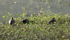 Amazonetta brasiliensis