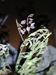Polygala sibirica