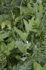Polygonatum humile