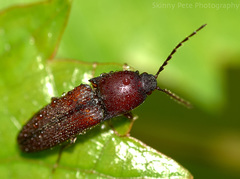 Melanotus clandestinus